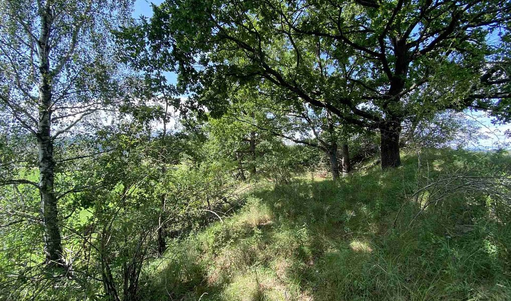 Prodej pole 55 481 m², Lhenice – náhled fotky 6