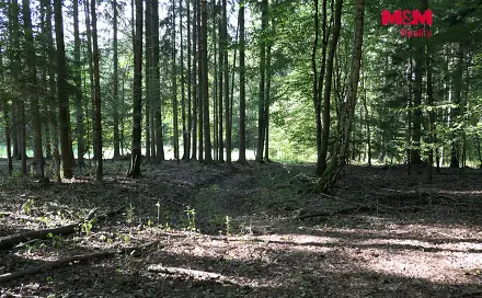 Prodej lesa 7 138 m², Chyňava - Lhotka u Berouna, okres Beroun
