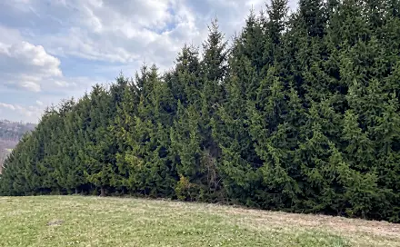 Prodej lesa 51 563 m², Horní Heřmanice, okres Ústí nad Orlicí