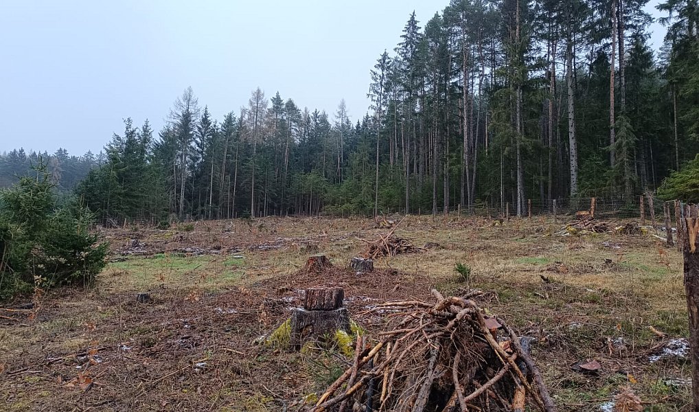 Prodej lesa 37 567 m², Vacovice – náhled fotky 7