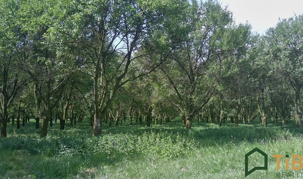 Prodej pole 5 319 m², Vanovice – náhled fotky 4