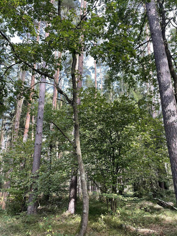 Prodej pozemku 3 510 m² – fotografie 3