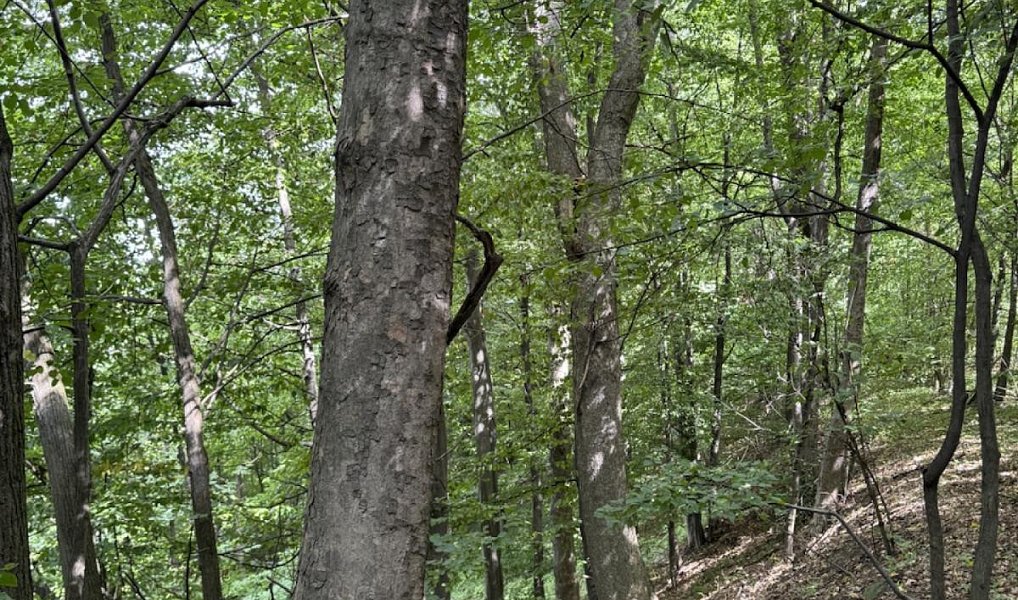 Prodej lesa 7 118 m², Nýřany – náhled fotky 5