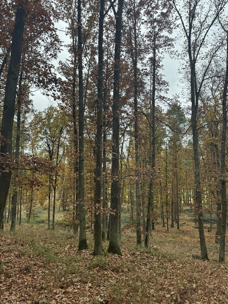 Prodej pozemku 43 384 m²