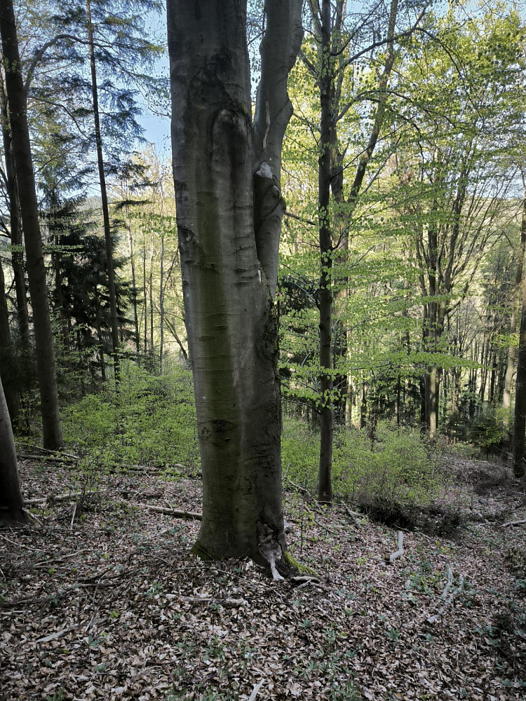 Prodej lesa 8 428 m² – fotografie 5