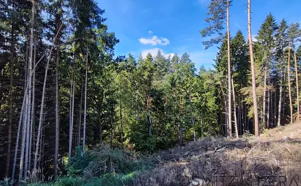 Prodej lesa 233 155 m², Žďár, okres Jindřichův Hradec