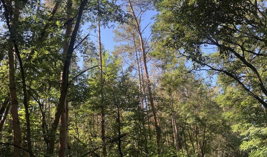 Prodej lesa, 5779 m², Vyškov, Drnovice