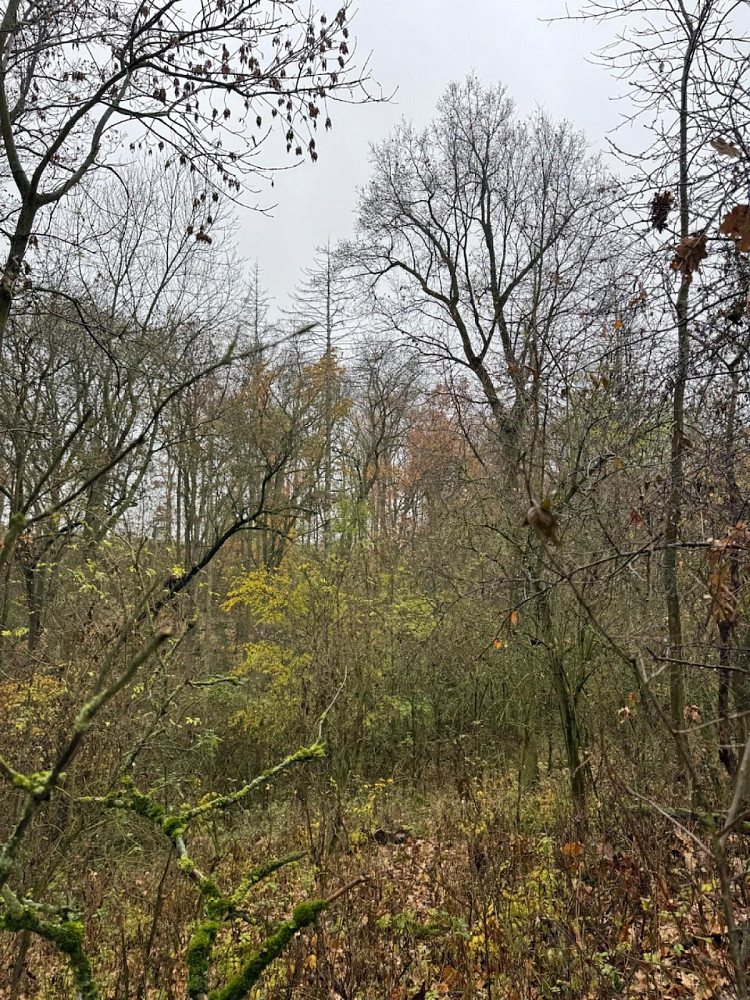 Prodej lesa 3 833 m² – fotografie 4