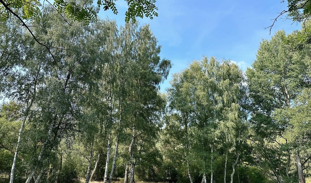 Prodej lesa 12 651 m², Dlouhý Újezd – náhled fotky 7