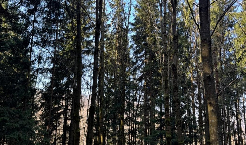 Prodej lesa 14 111 m², Proseč pod Ještědem – náhled fotky 7