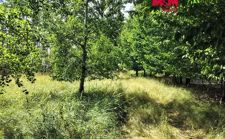 Prodej lesa 5 397 m², Kozlany, okres Třebíč