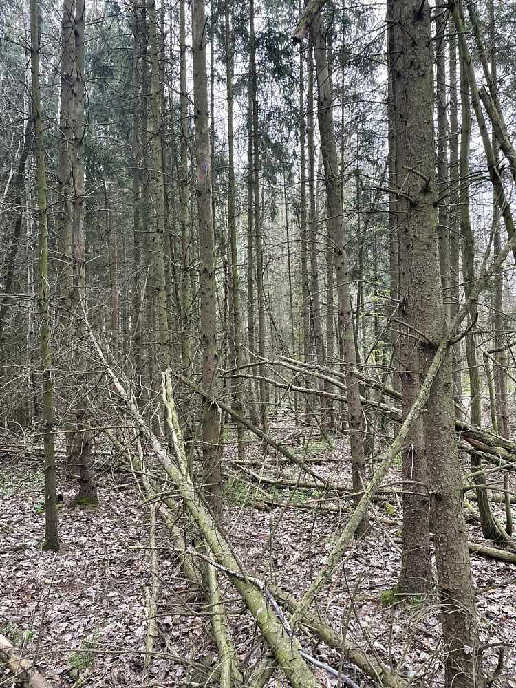 Prodej lesa 3 845 m² - Widok 5