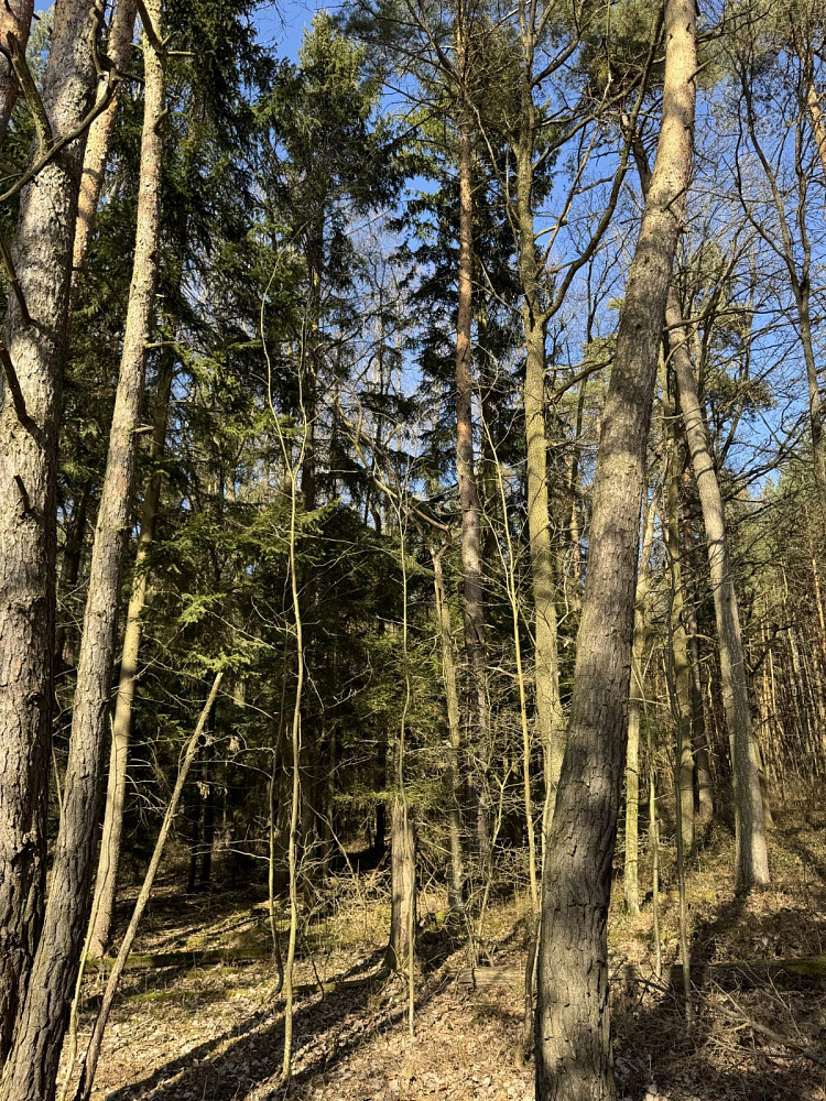Prodej lesa 3 491 m²