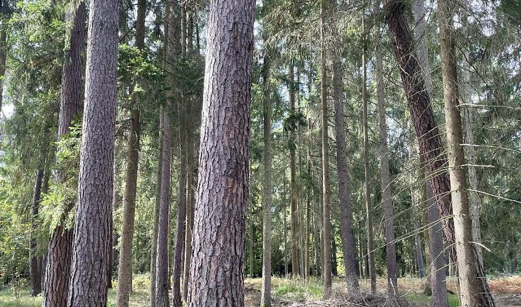 Prodej pozemku 3 510 m², Drahov – náhled fotky 11
