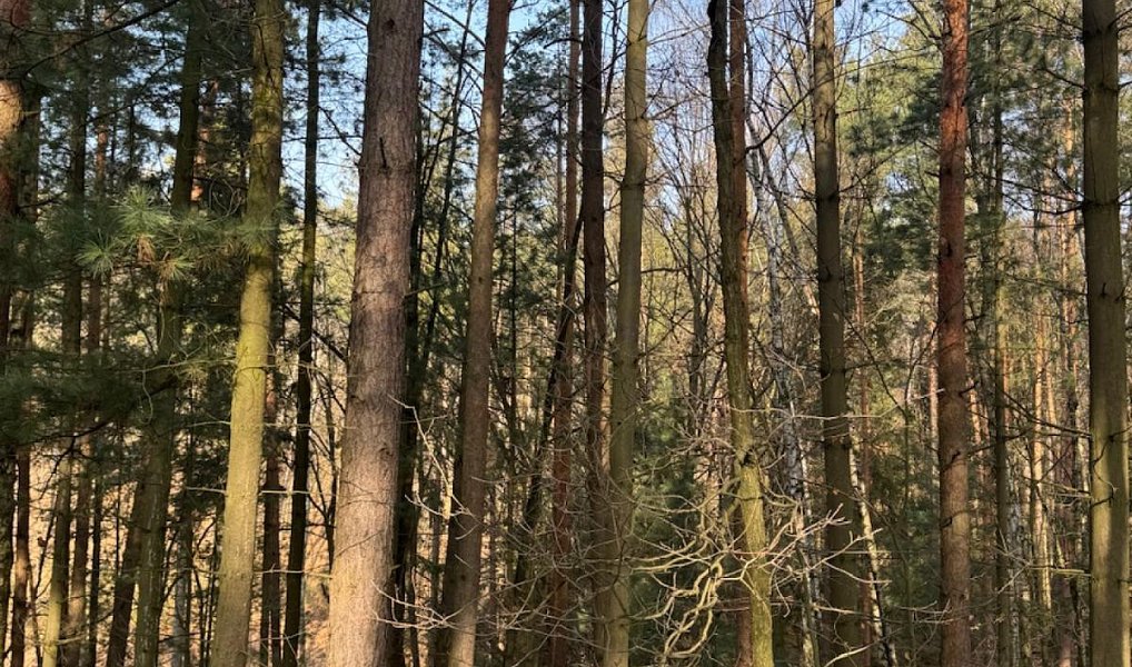 Prodej lesa 26 674 m², Nosálov – náhled fotky 2