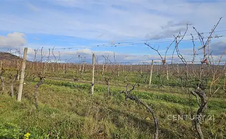 Prodej pozemku 20 906 m², Mikulov, okres Břeclav