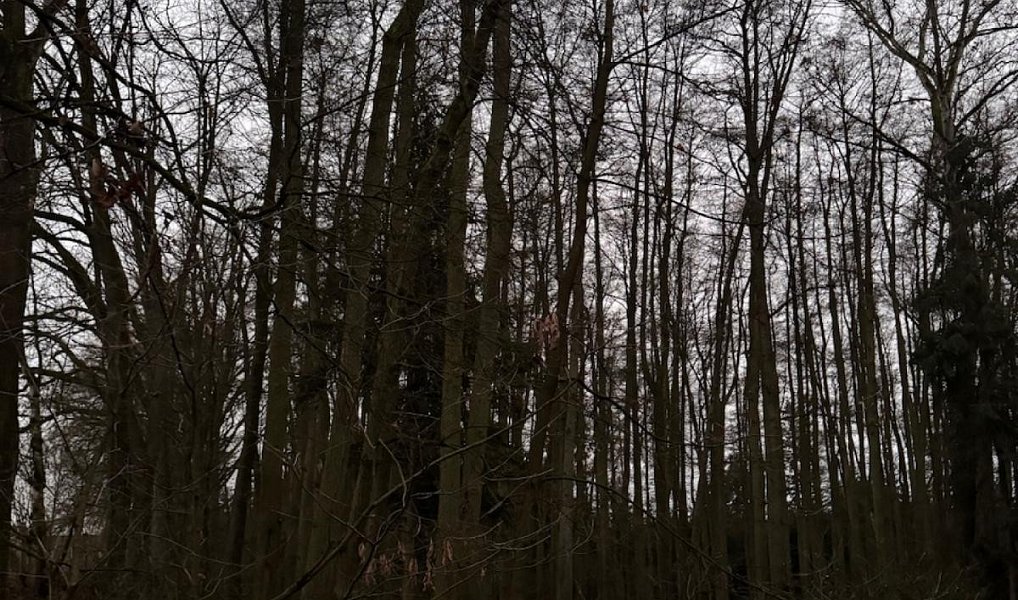 Prodej lesa 6 263 m², Předslav – náhled fotky 2