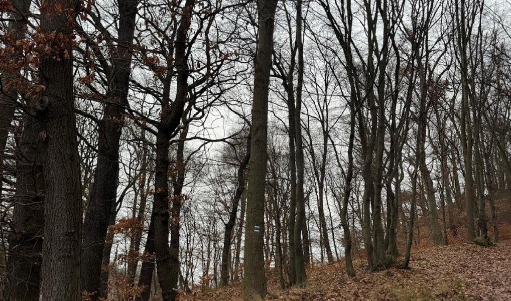 Prodej lesa 26 951 m², Ryjice – náhled fotky 10