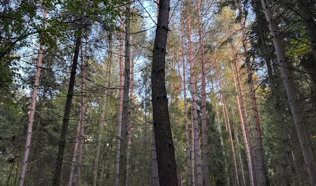 Prodej lesa 3 922 m², Velká Polom – náhled fotky 2