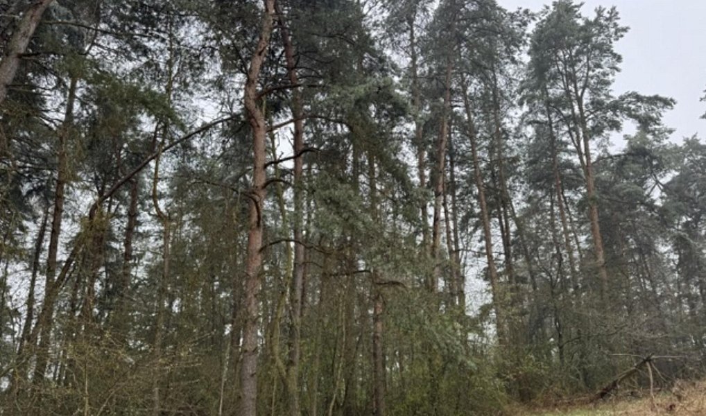 Prodej lesa 7 982 m², Frymburk – náhled fotky 2