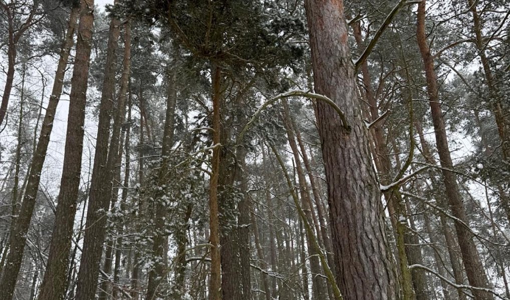 Prodej lesa 2 590 m², Nýřany – náhled fotky 4