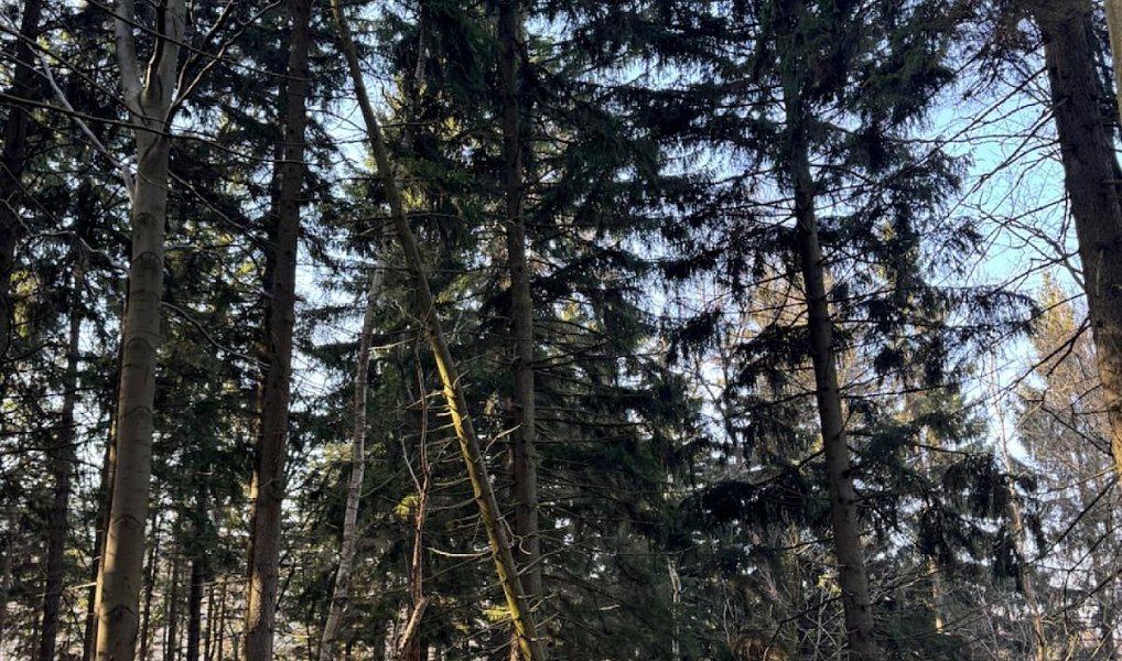 Prodej lesa 14 111 m², Proseč pod Ještědem – náhled fotky 4