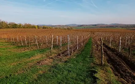 Prodej pozemku 43 203 m², Novosedly, okres Břeclav