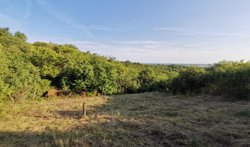 Prodej zahrady 1 751 m², Židlochovice – náhled fotky 4