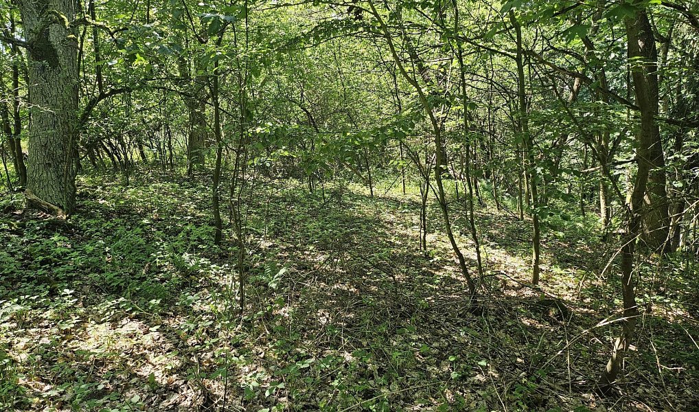 Prodej louky 3 244 m², Boseň – náhled fotky 4