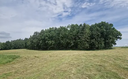 Prodej lesa 4 924 m², Paceřice, okres Liberec