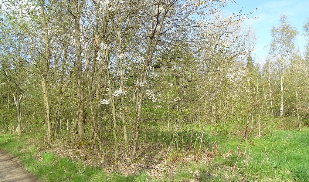Prodej pozemku 740 m², Varnsdorf – náhled fotky 2