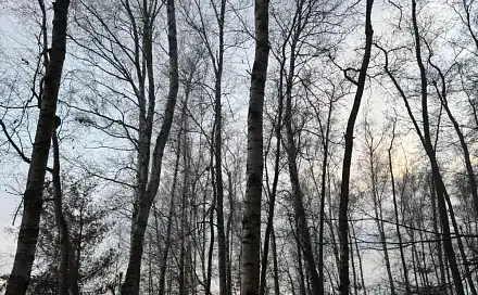 Prodej lesa 1 092 m², Břehy - Dolní Bělá