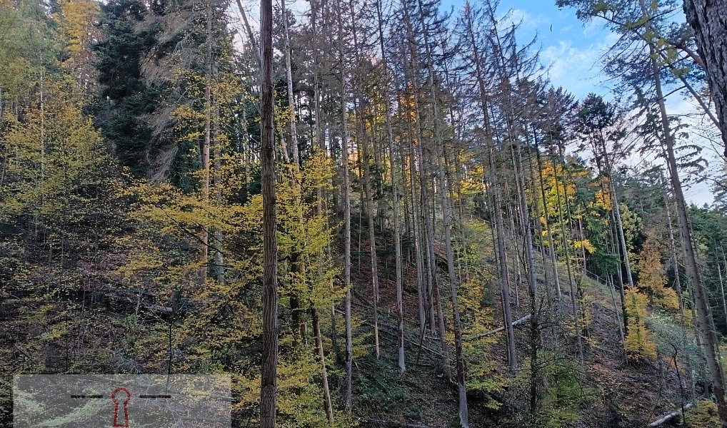Prodej lesa 11 258 m², Horní Loučky – náhled fotky 2