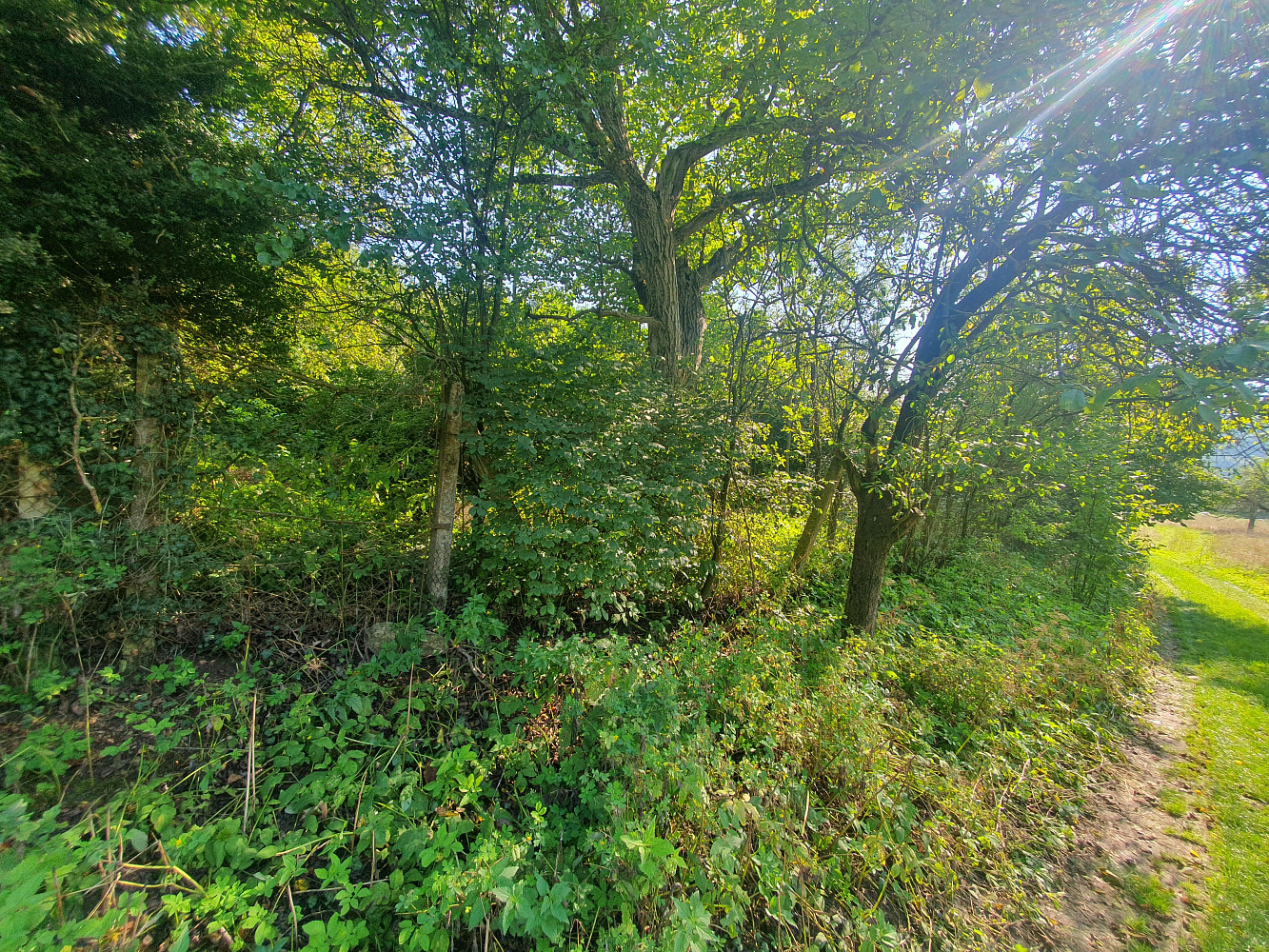 oplocený pozemek - zahradu o výměře 1635m² v obci Lažánky u Blanska u – pohled 5