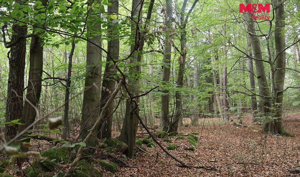 Prodej lesa 1 762 m², Chanovice – náhled fotky 2