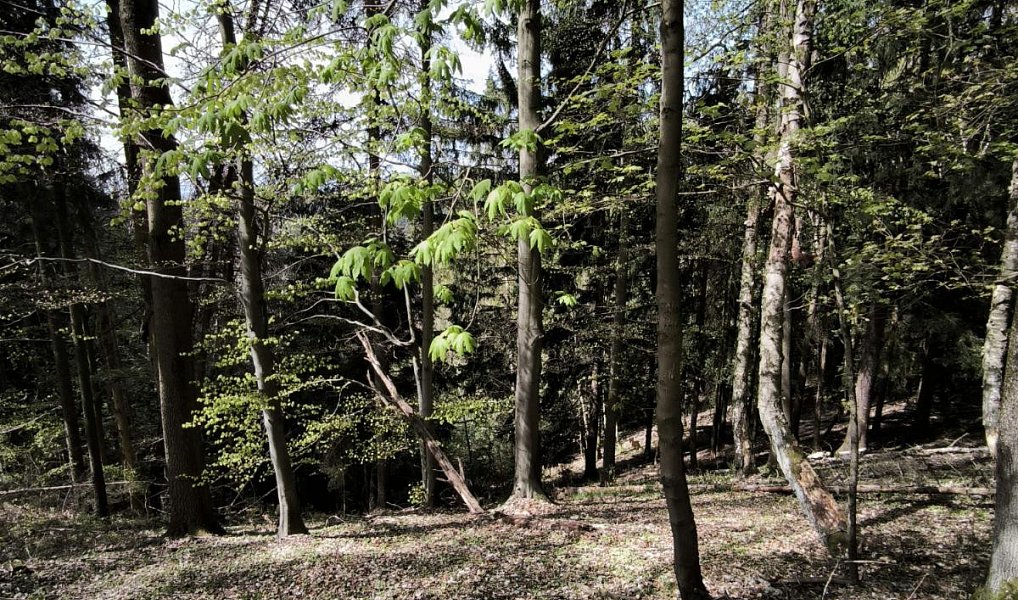 Prodej lesa 12 043 m², Dobřany – náhled fotky 2
