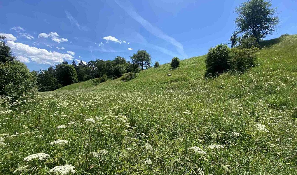 Prodej pole 5 634 m², Hartmanice – náhled fotky 2