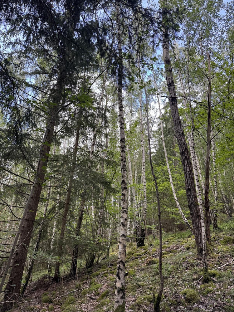 Prodej lesa 6 930 m² – fotografie 4