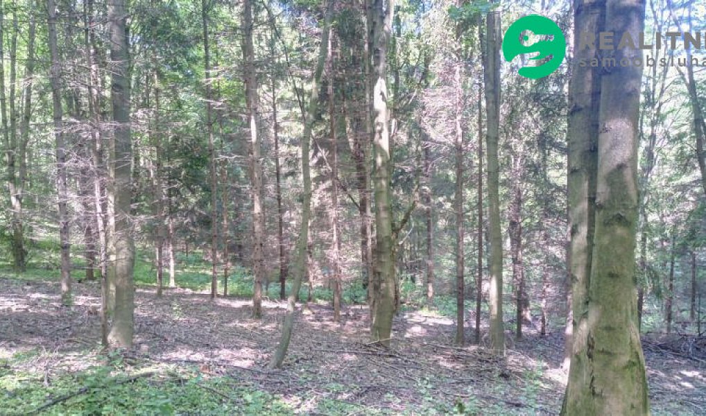 Prodej lesa 15 096 m², Ženklava – náhled fotky 15