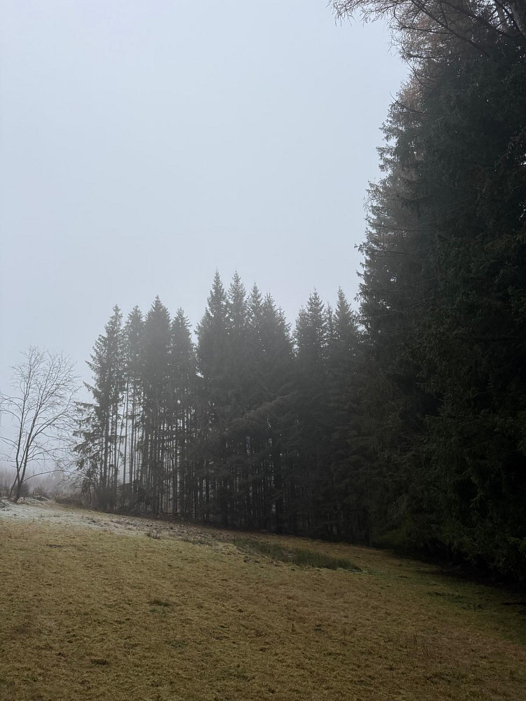 Prodej lesa 24 200 m²