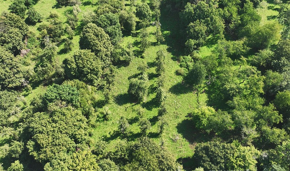 Prodej louky 199 287 m², Vojkovice – náhled fotky 13