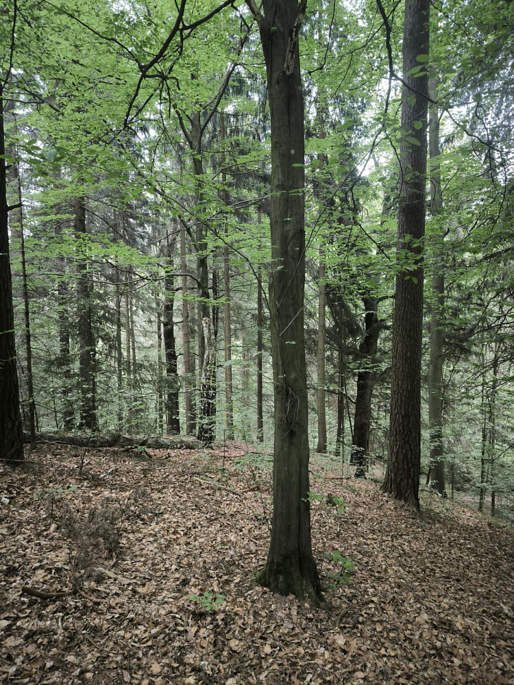 Prodej lesa 10 902 m² – další