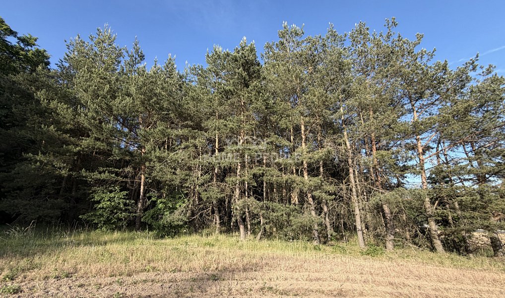 Prodej lesa 4 000 m², Háje – náhled fotky 11