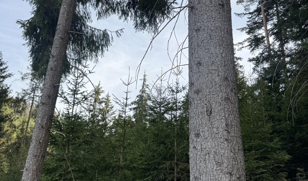 Prodej lesa 3 198 m², Buk – náhled fotky 5