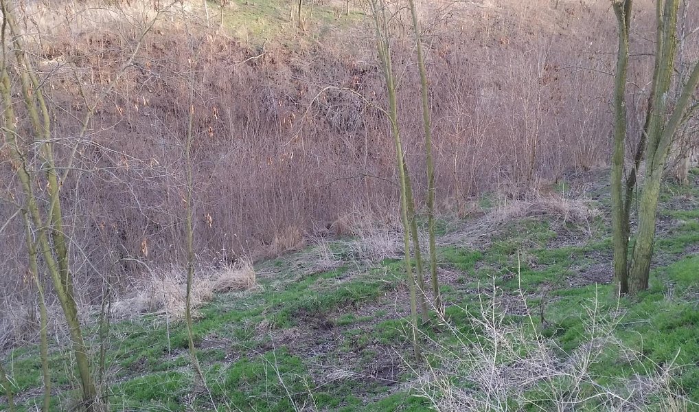 Prodej zahrady 10 731 m², Bechlín – náhled fotky 2