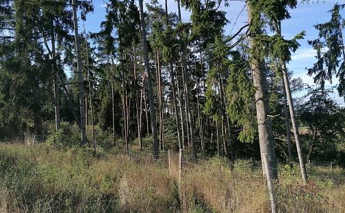 Prodej lesa 2 824 m², Zvěstov - Libouň, okres Benešov
