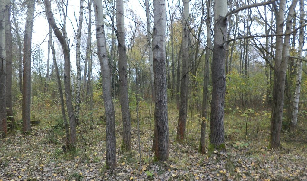 Prodej stavebního pozemku 2 618 m², Rozvadov – náhled fotky 3