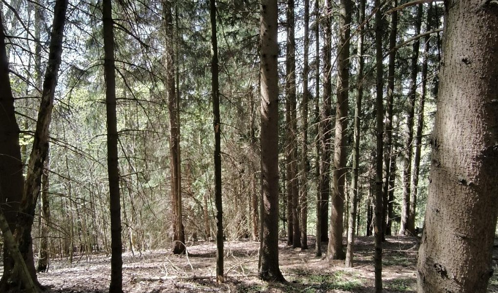 Prodej lesa 12 043 m², Dobřany – náhled fotky 3