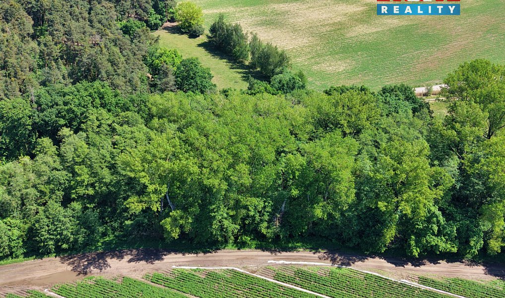 Prodej lesa 5 227 m², Lysá nad Labem – náhled fotky 3