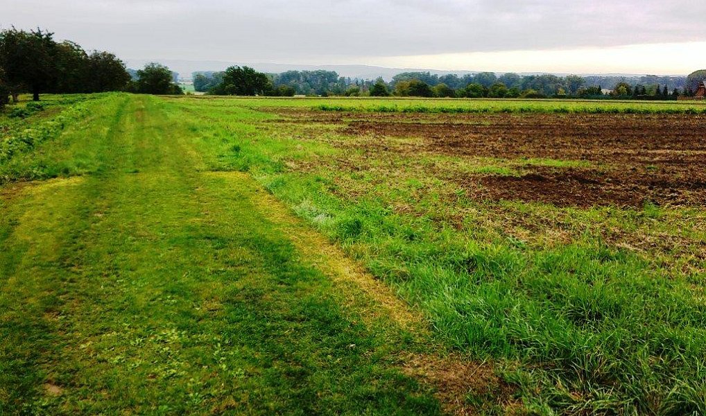 Prodej zemědělského objektu 20 000 m², Labuty – náhled fotky 2